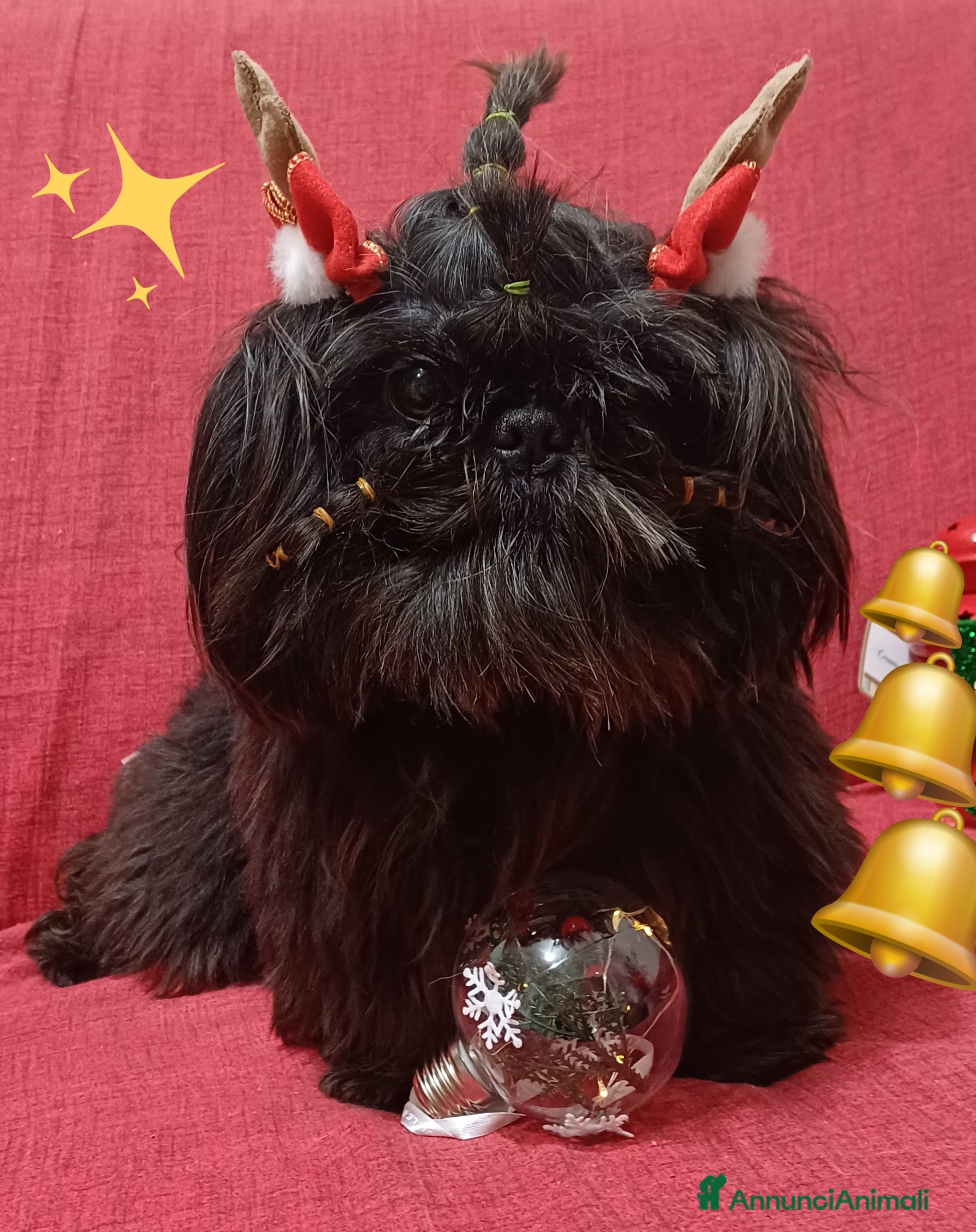 Shih Tzu cani Shihtzu  - Annuncio 5