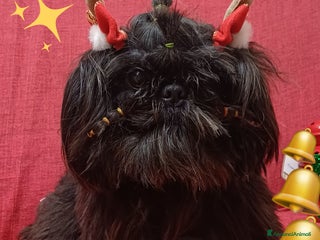 Shih Tzu cani Shihtzu - Annuncio 5