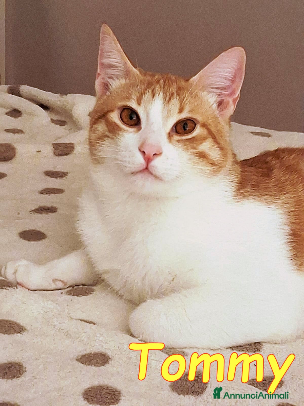 Europeo gatti DUE AMORI DI GATTINI  - Annuncio 38