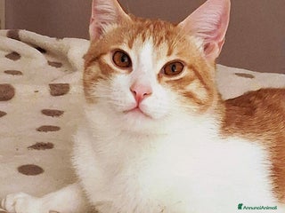 Europeo gatti DUE AMORI DI GATTINI - Annuncio 25