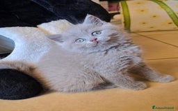 Scottish gatti in vendita: Cuccioli scottish fold e straight  a Provincia di Vicenza - Immagine 10