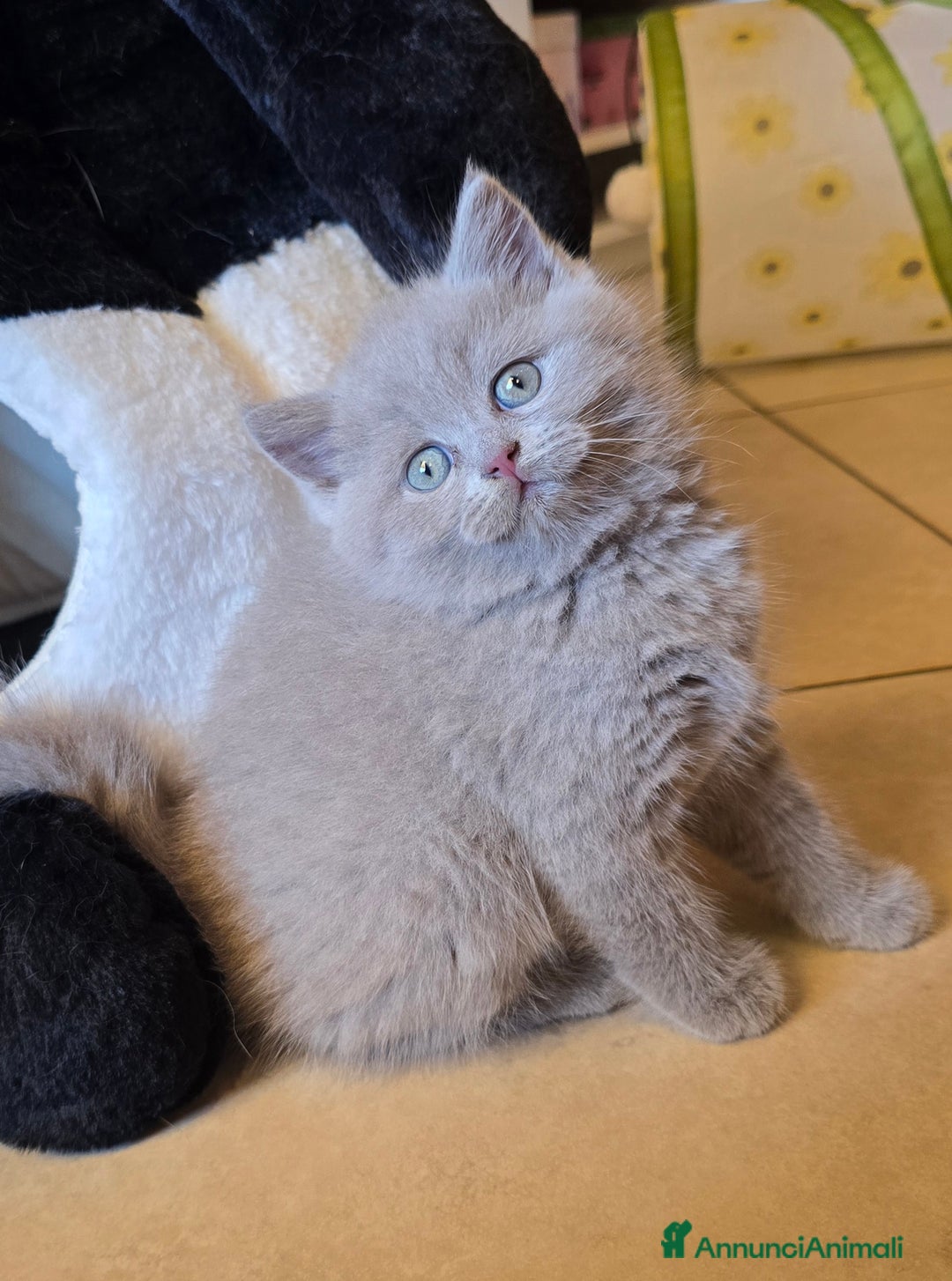 Scottish gatti in vendita: Cuccioli scottish fold e straight  a Provincia di Vicenza - Immagine 10