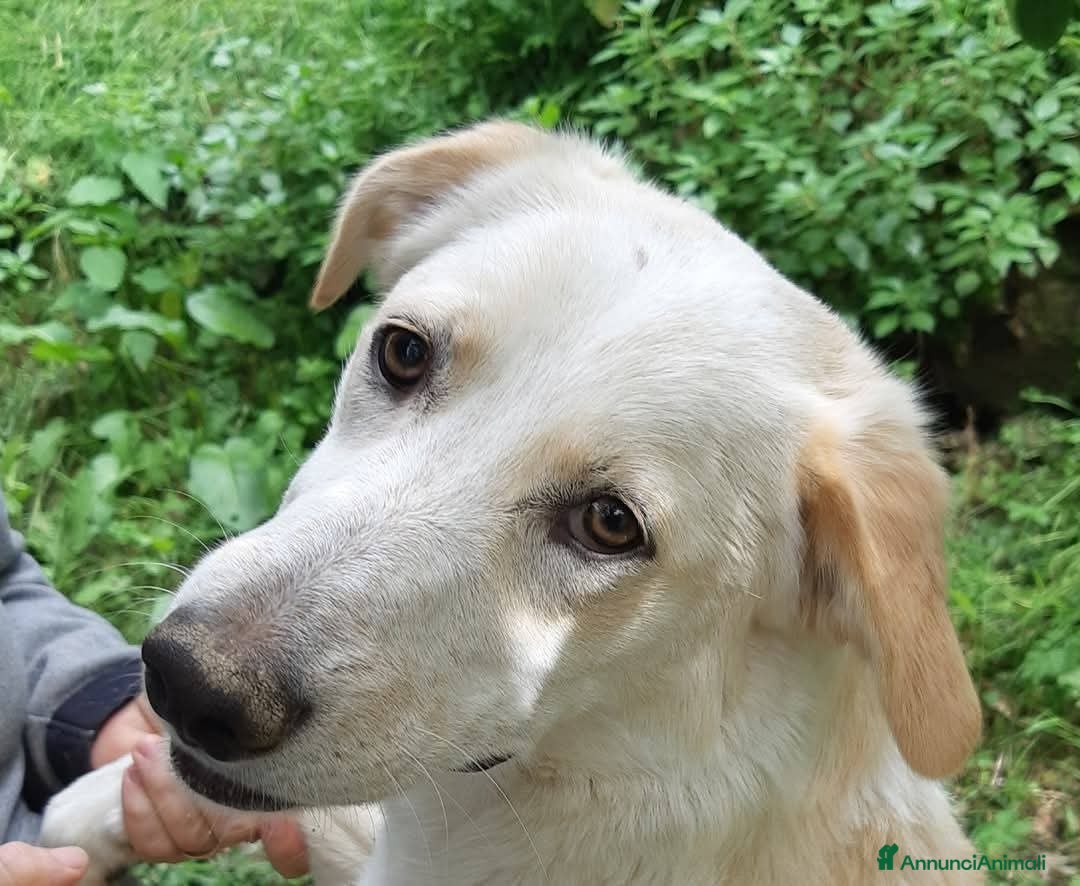 Meticcio cani in regalo: Gina 2anni mix Labrador ok gatti. SOS SICILIA  - Annuncio 1