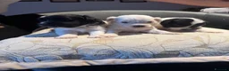 Maltese cani in vendita: Dolcissimi cuccioli di maltese super affettuoso   - Annuncio 4