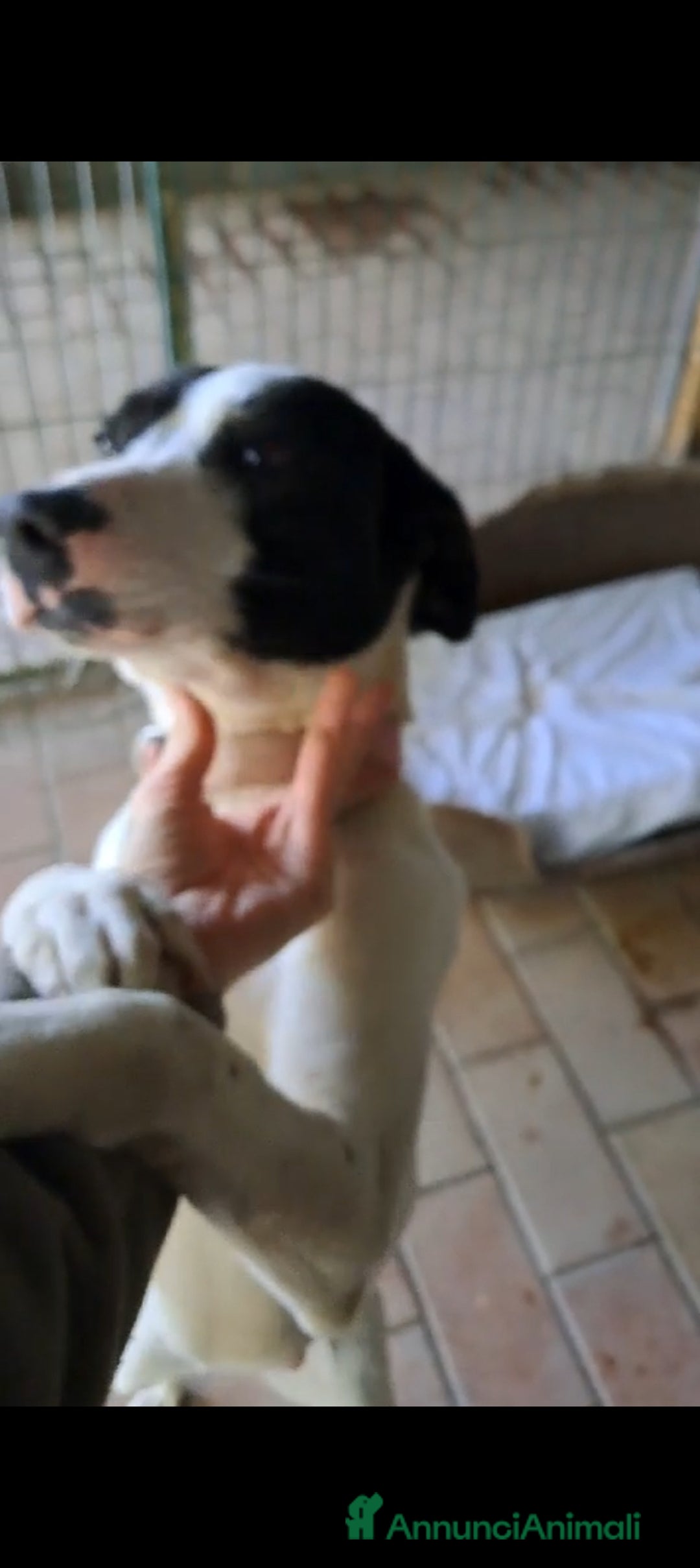 Altre razze cani in regalo: Uma, 4 anni, taglia media, cerca casa - Annuncio 4