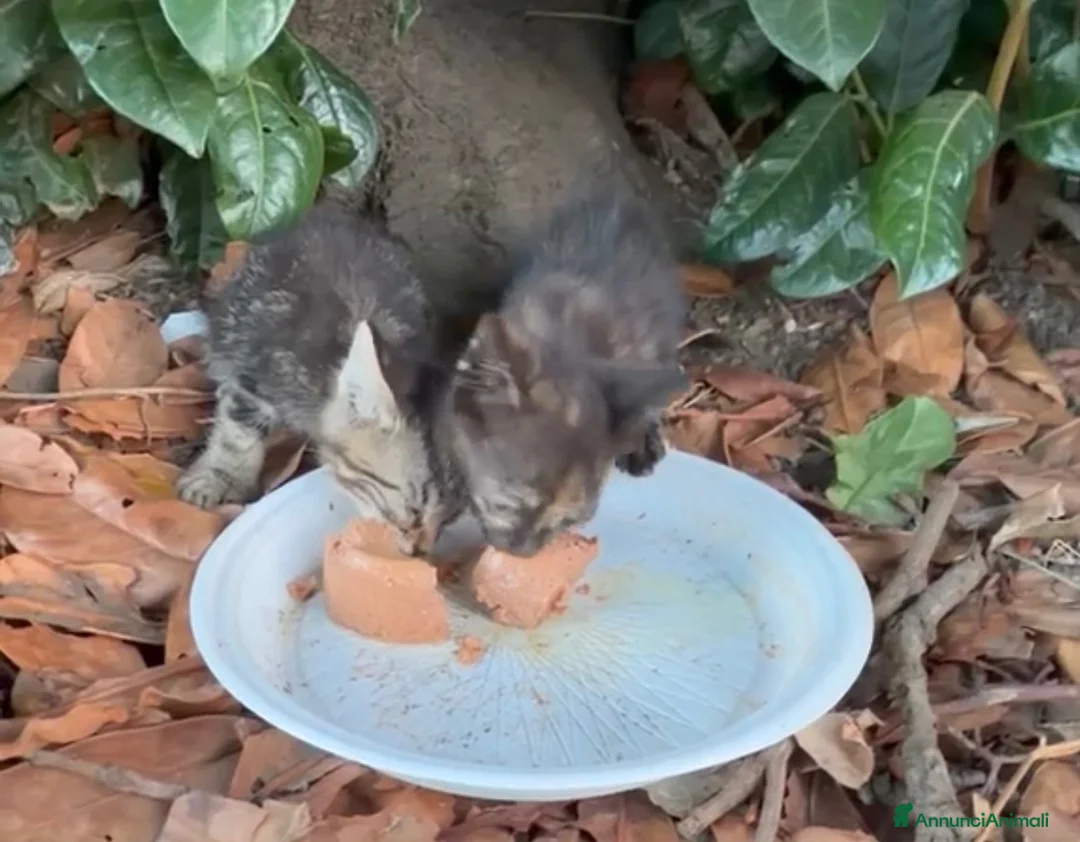 Europeo gatti in regalo: Titti meravigliosa micina tartarugata  - Annuncio 2