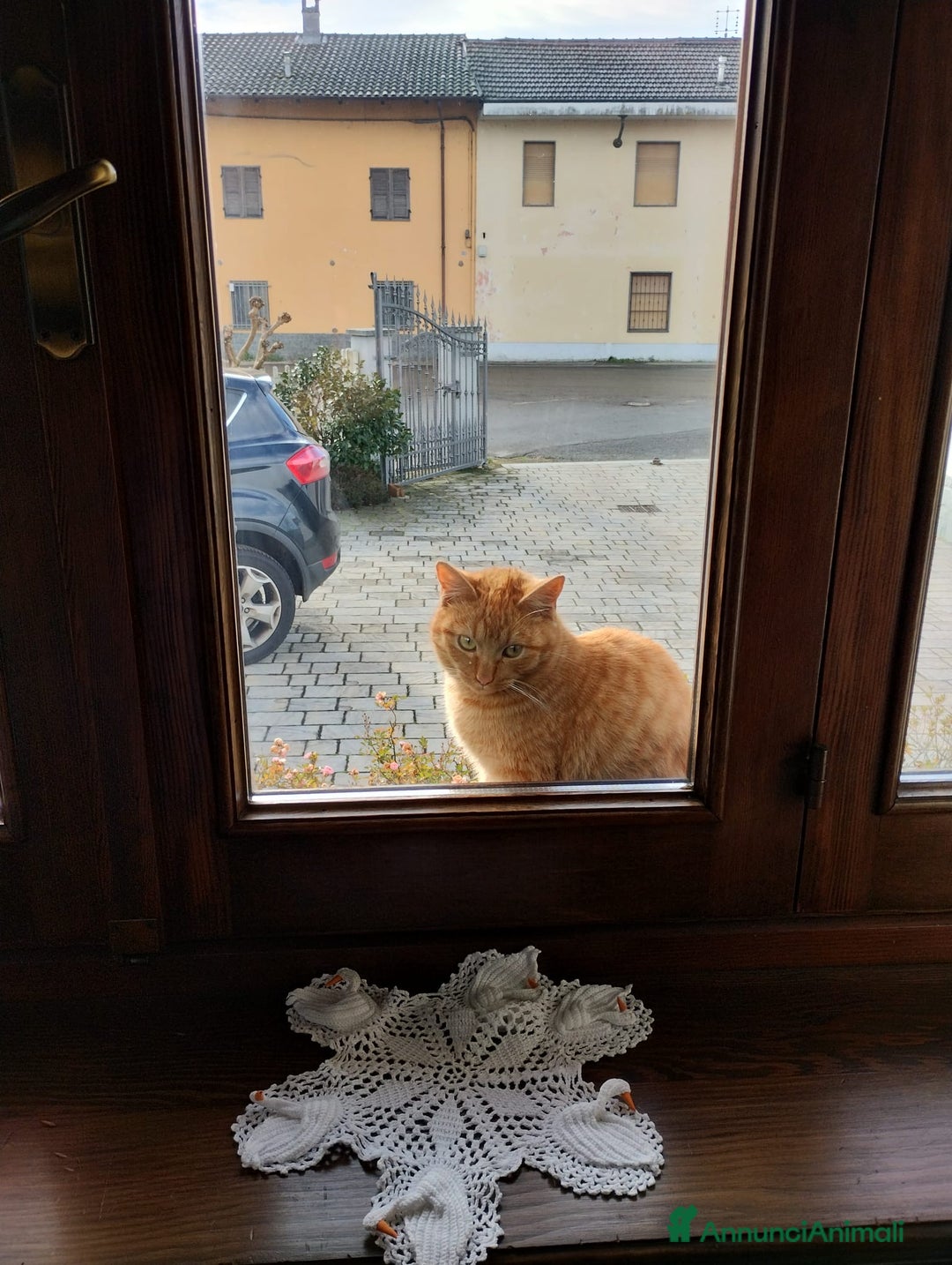 Altre razze gatti in regalo: Regalo gattini a Chivasso - Annuncio 3