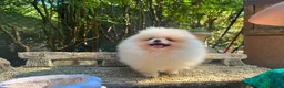 Volpino Pomerania cani in vendita: Volpino di Pomerania  - Annuncio 5