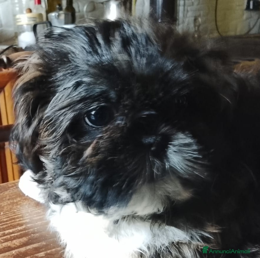 Shih Tzu cani Splendida cucciola di Shitzu - Annuncio 24