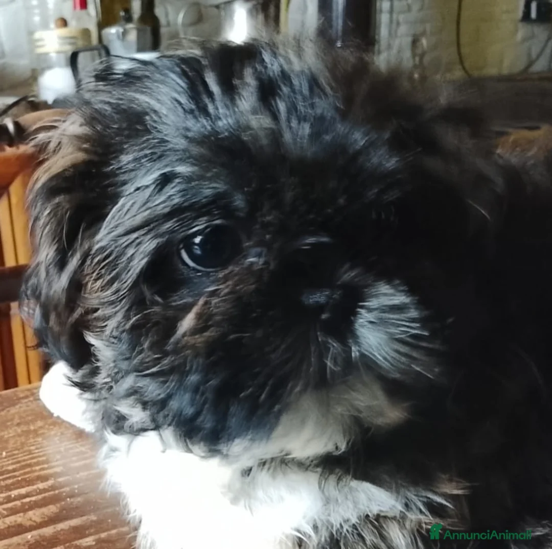 Shih Tzu cani in vendita: Splendida cucciola di Shitzu - Annuncio 1