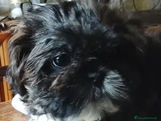 Shih Tzu cani Splendida cucciola di Shitzu - Annuncio 24