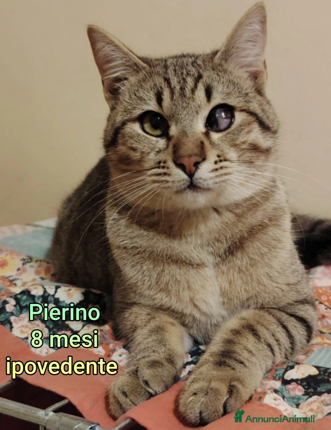 Altre razze gatti in regalo: GATTINI SOLI ED ESCLUSI! - Annuncio 5