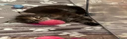 Maine Coon gatti in vendita: Tre cucciole di razza Maine coon  - Annuncio 5
