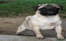 Carlino cani in vendita: Disponibili subito Eccellenti Cuccioli di Carlino  - Immagine 1