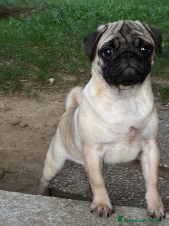 Carlino cani Disponibili subito Eccellenti Cuccioli di Carlino - Annuncio 1