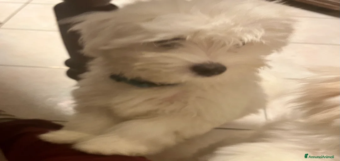 Immagine della galleria {{count}}