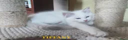 Ragdoll gatti in vendita: Cuccioli di Razza Ragdoll disponibili - Annuncio 5