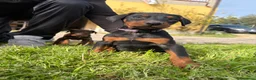 Dobermann cani in vendita: Cuccioli di dobermann - Annuncio 4