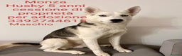 Alaskan Malamute cani in regalo: Bellissimo simil husky cerca casa - Annuncio 2