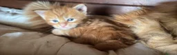 Maine Coon gatti in vendita: Cuccioli maine coon (Lestat X Hvitt Lys) - Annuncio 10