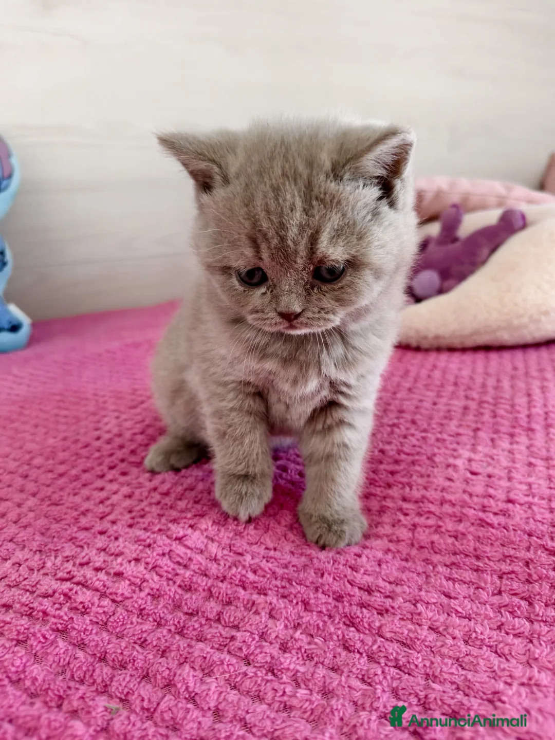 British gatti in vendita: British Shorthair color Lilac - Annuncio 5