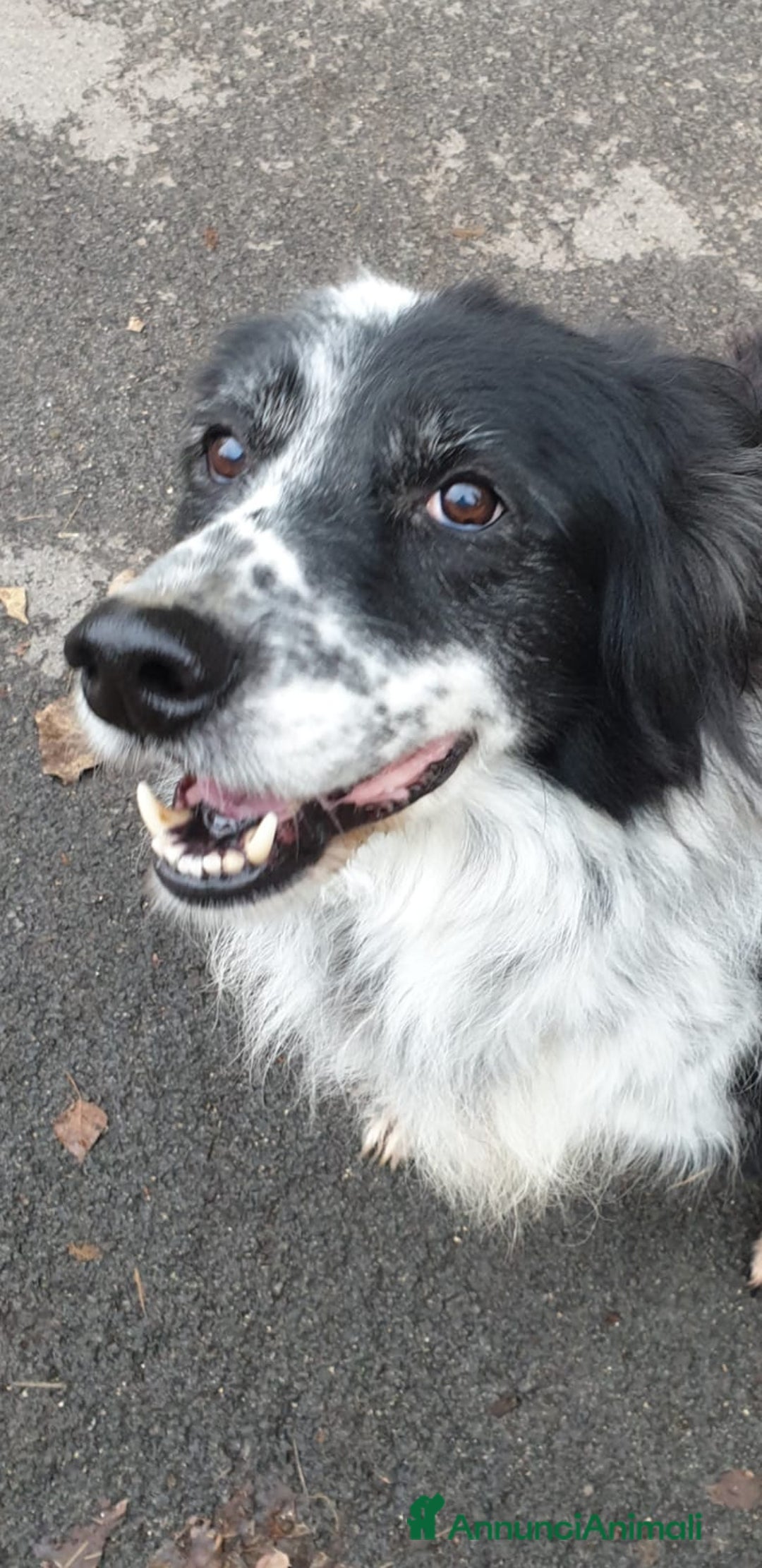 Meticcio cani in regalo: 2fratelli mix caccia vissuti 9anni in 1lager.ROMA a Città metropolitana di Milano - Annuncio 7