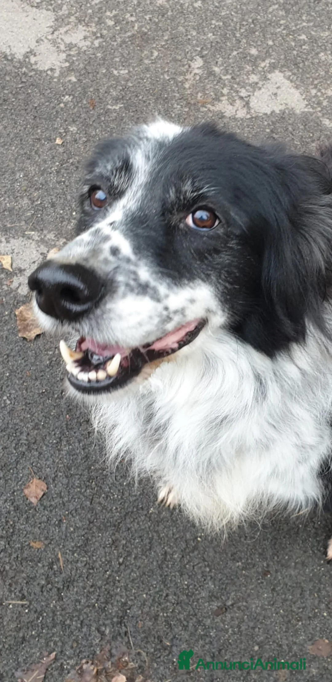 Meticcio cani in regalo: 2fratelli mix caccia vissuti 9anni in 1lager.ROMA a Città metropolitana di Milano - Annuncio 7