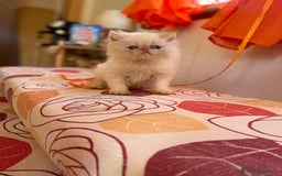 Persiano gatti in vendita: Cuccioli persiano ipertipico a Province of Massa and Carrara - Immagine 2