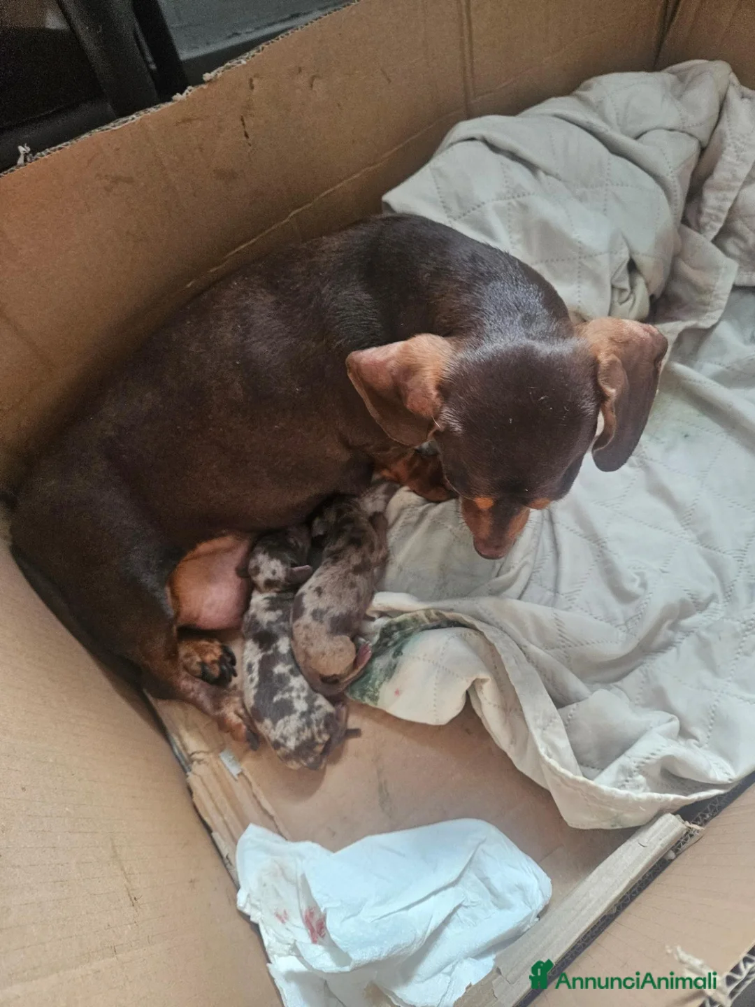 Bassotto Nano cani in vendita: Bassotto nano kaninchen arlecchino  - Annuncio 10