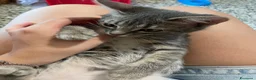 Meticcio gatti in vendita: Gattina giocosa  - Annuncio 6