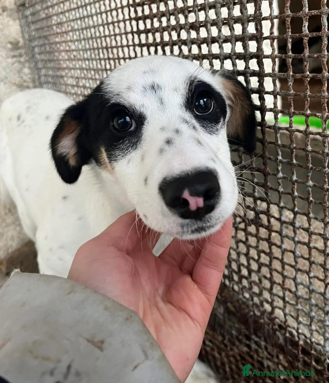 Meticcio cani in regalo: Stracciatella dolce cagnolina taglia piccola  - Annuncio 1