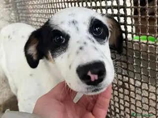 Meticcio cani Stracciatella dolce cagnolina taglia piccola - Annuncio 5