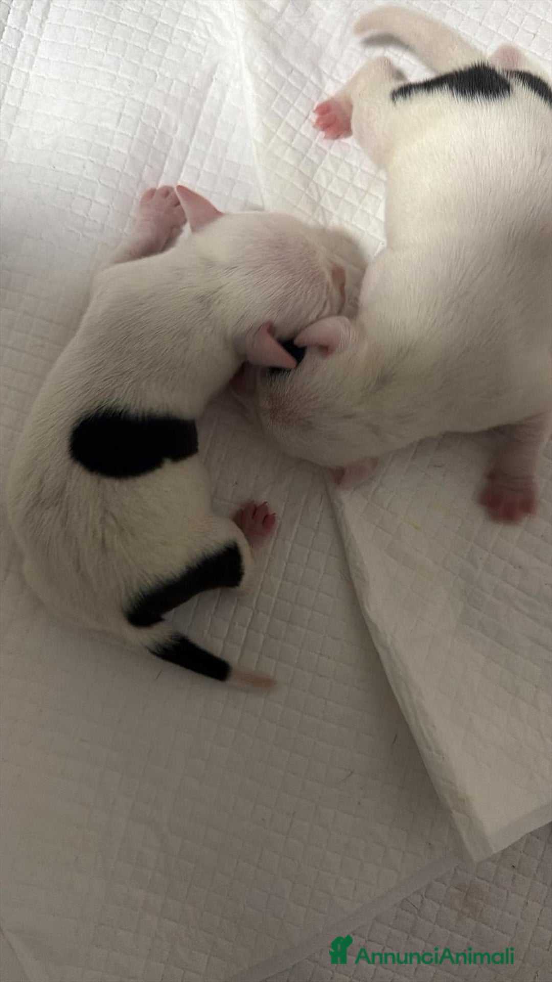 Pitbull cani in vendita: Cuccioli di pitbull  - Annuncio 4