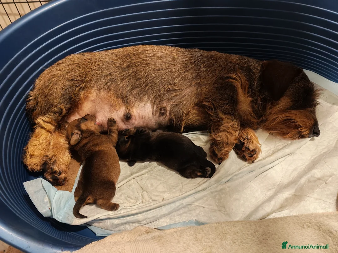 Bassotto cani in vendita: Bassotto pelo duro - Annuncio 1