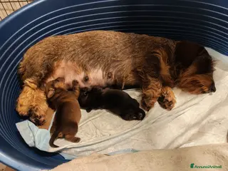 Bassotto cani Bassotto pelo duro - Annuncio 2