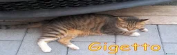 Europeo gatti in regalo: UN AIUTO PER GIGETTO 🙏🐱 - Annuncio 3