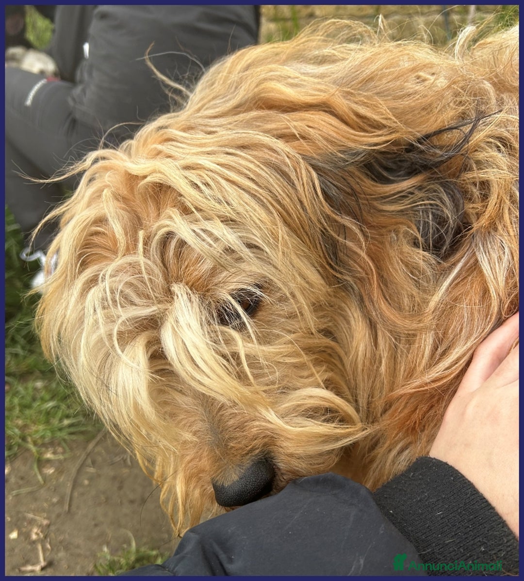 Spinone cani in regalo: FANGO DOLCE SPINONCELLO 2-3 ANNI SOGNA LA GIOIA DI a Città metropolitana di Milano - Annuncio 11