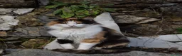 Meticcio gatti in regalo: GATTINI a Provincia di Piacenza - Annuncio 2