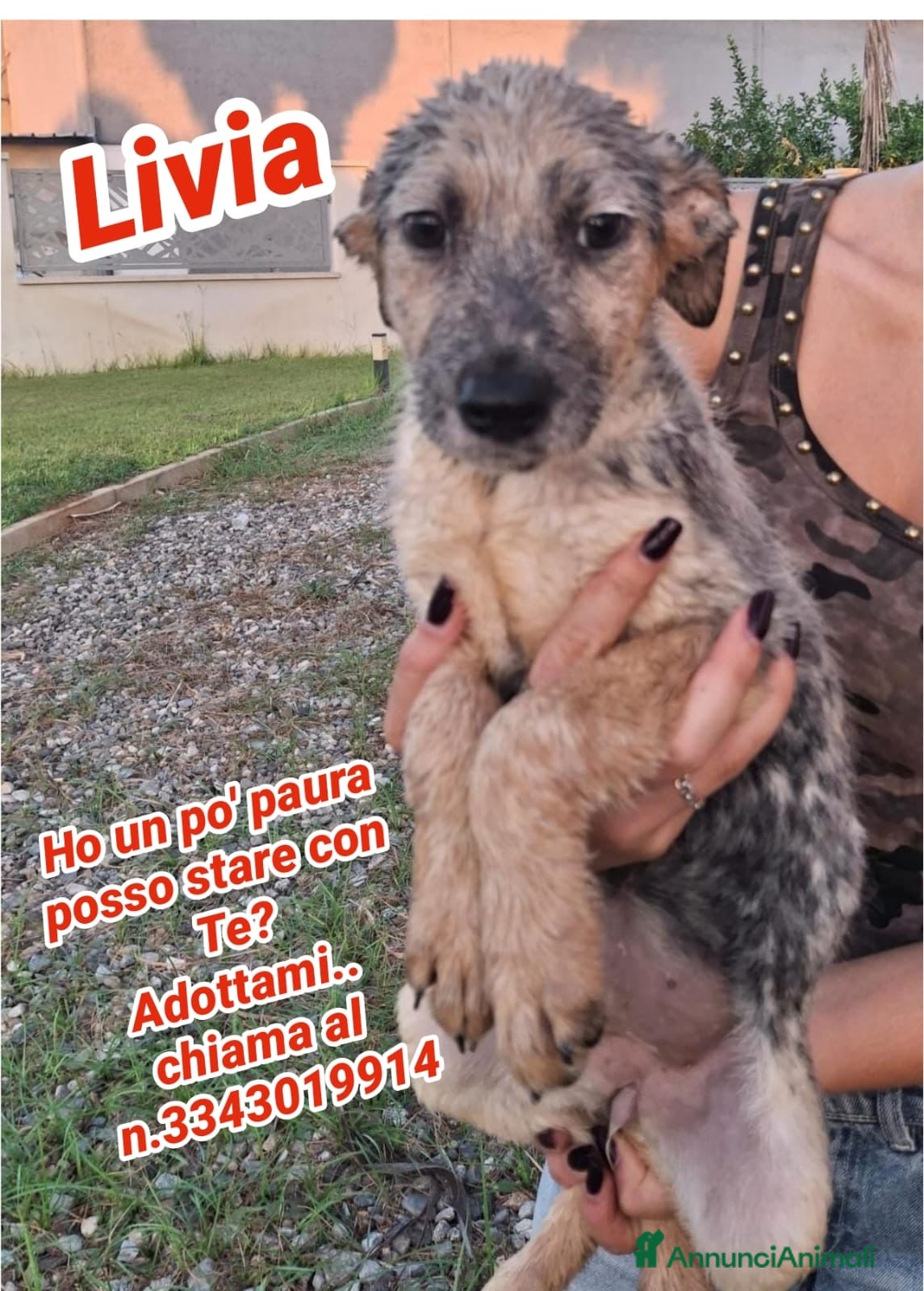 Meticcio cani LIVIA 🩷 timida all’inizio, speciale per sempre 😍 - Annuncio 35