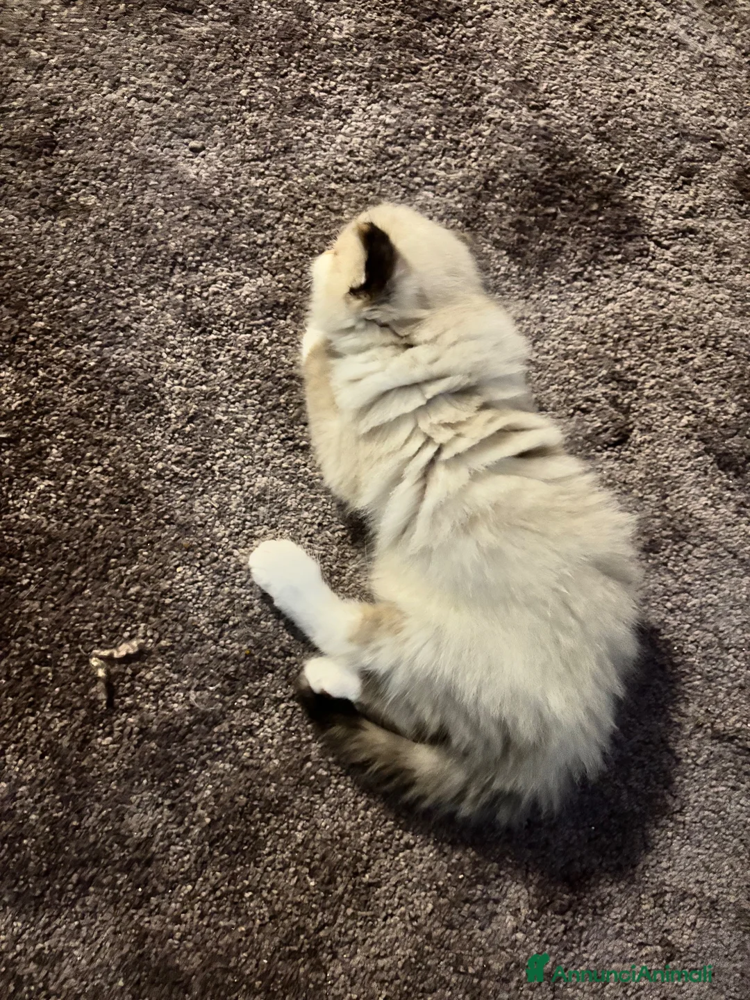 Ragdoll gatti in vendita: Splendidi cuccioli di Ragdoll - Annuncio 2