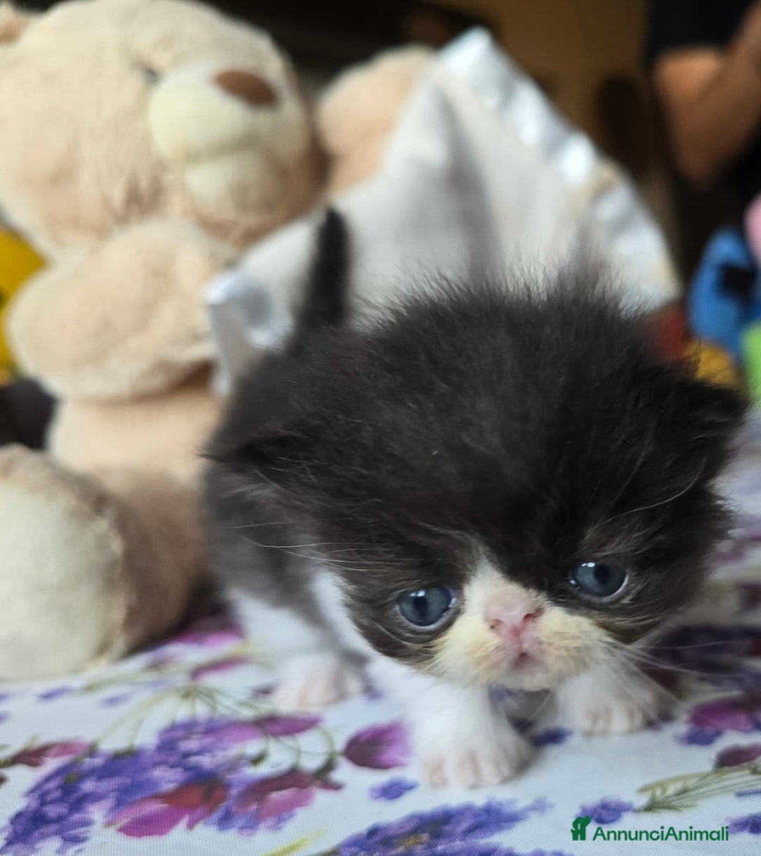 Persiano gatti in vendita: Meravigliosi Persiani - Immagine 4