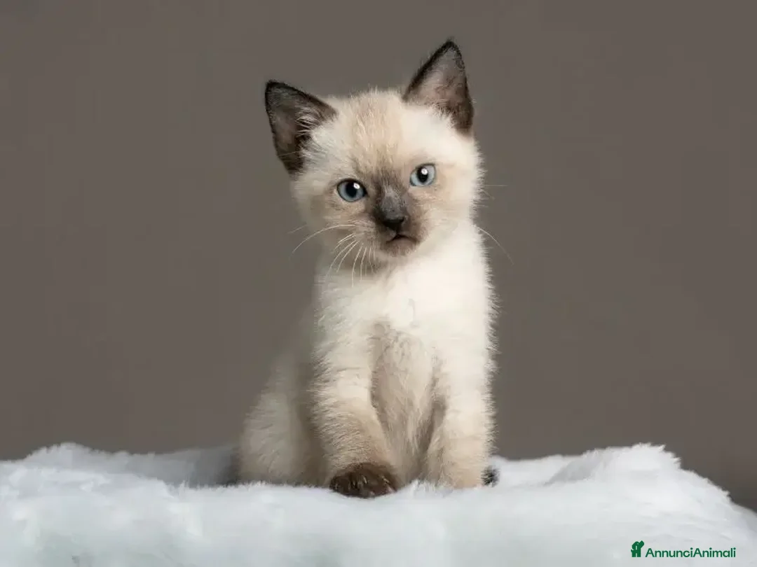 Siamese gatti in vendita: Siamese  - Annuncio 1