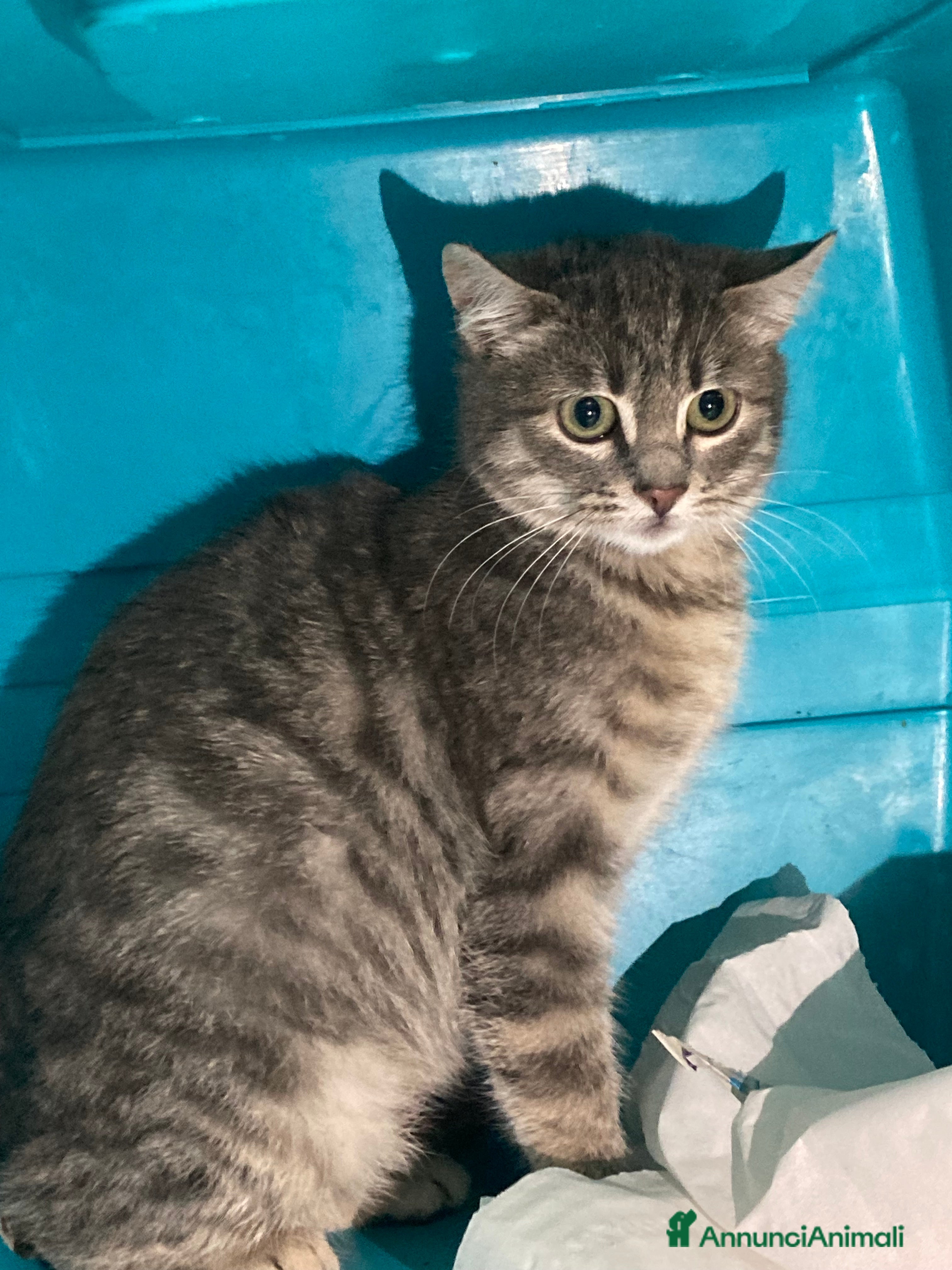 Europeo gatti Greys  - Annuncio 2