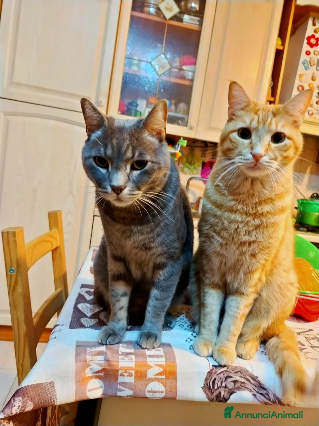 Europeo gatti in regalo: Rosso diamante - Annuncio 2