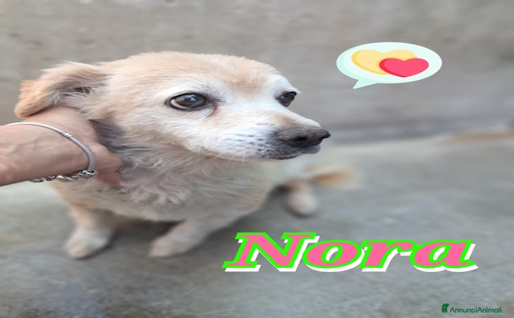 Meticcio cani a Provincia di Treviso - Annuncio 7