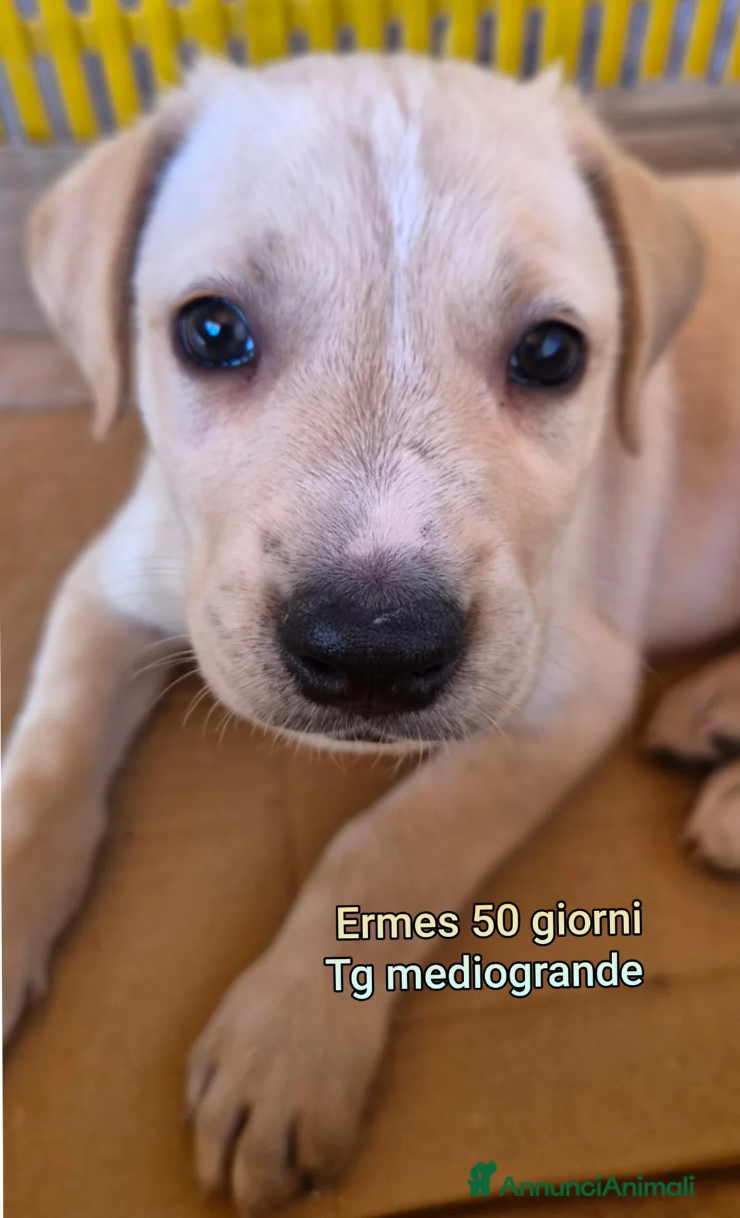 Meticcio cani in regalo: CUCCIOLI ABBANDONATI: URGENTE  a Città Metropolitana di Torino - Annuncio 2