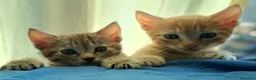 Europeo gatti in regalo: Splendidi gattini cercano casa - Annuncio 6