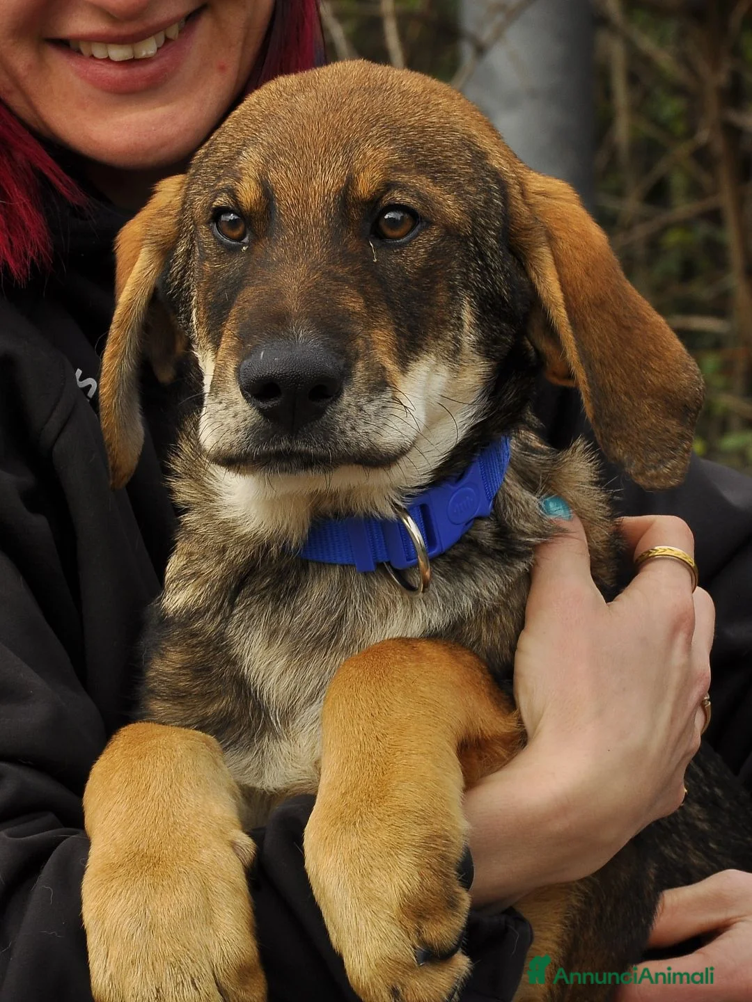 Meticcio cani in regalo: conan - Annuncio 1