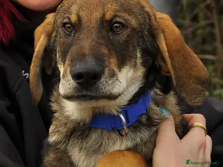 Meticcio cani conan - Annuncio 8