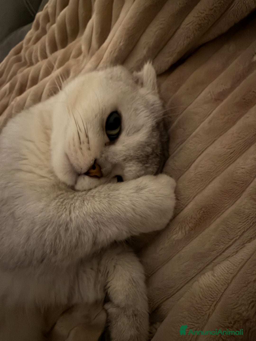 Scottish gatti per accoppiamento: Cerco femmina scottish straight per accoppiamento - Annuncio 3